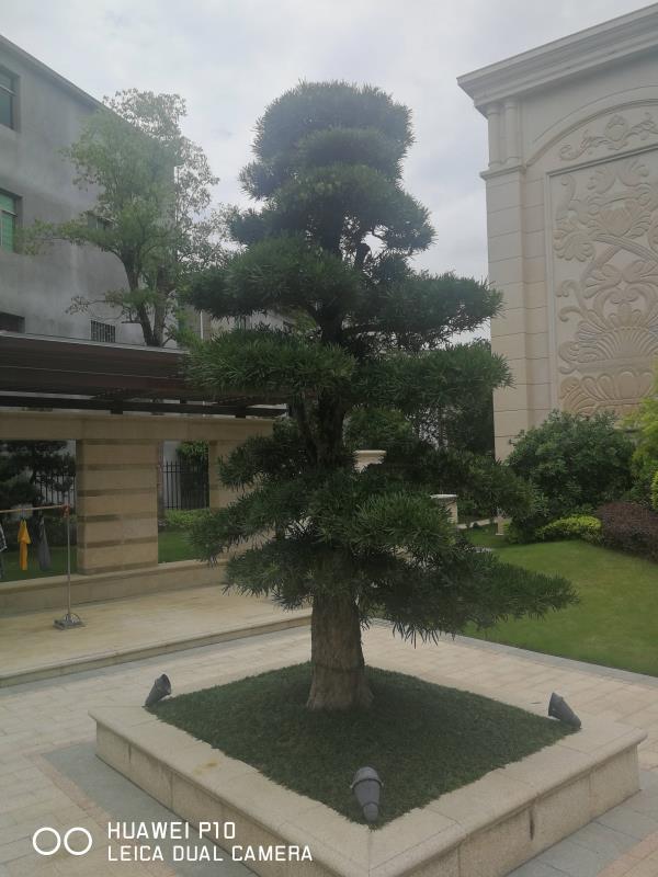 葉雨綠化苗木基地