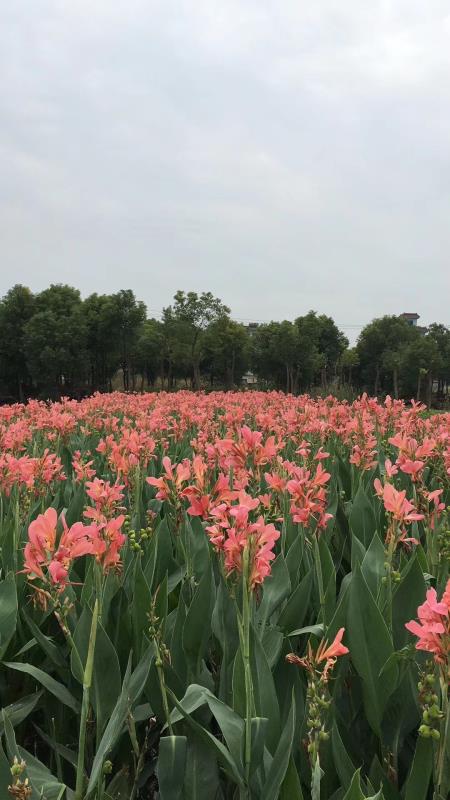 杭州蕭山福有水生植物農(nóng)戶基地