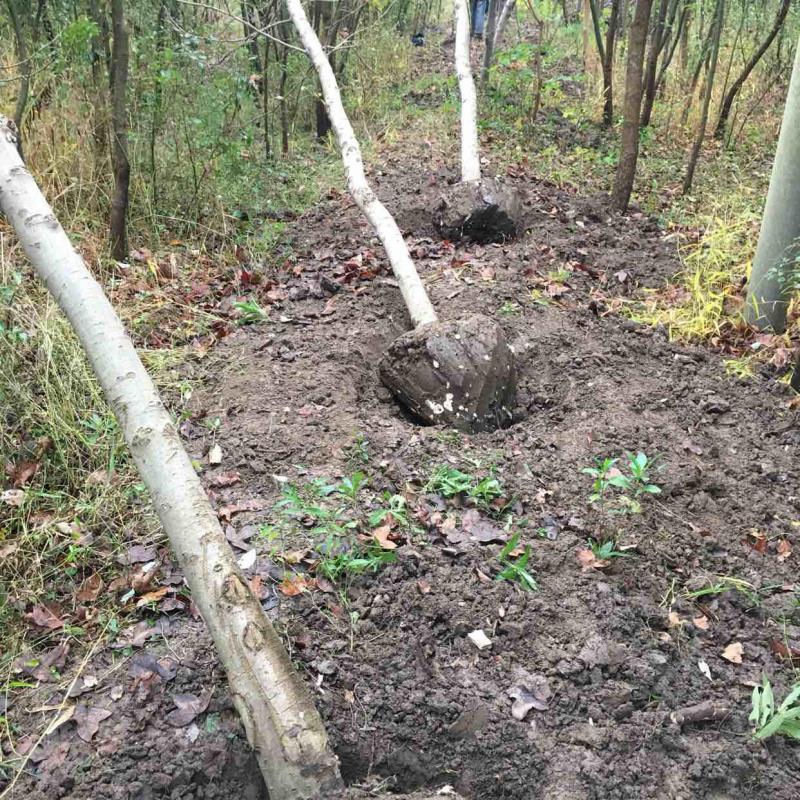 上海韃靼娜塔櫟種植基地