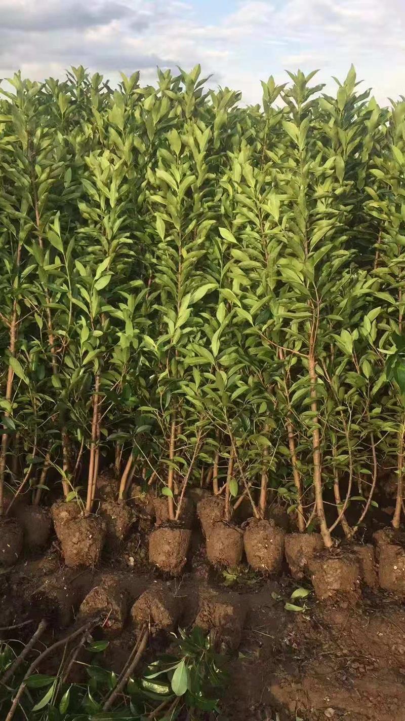 袁海潮（個體經營）