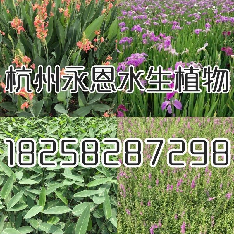 杭州永恩水生植物基地