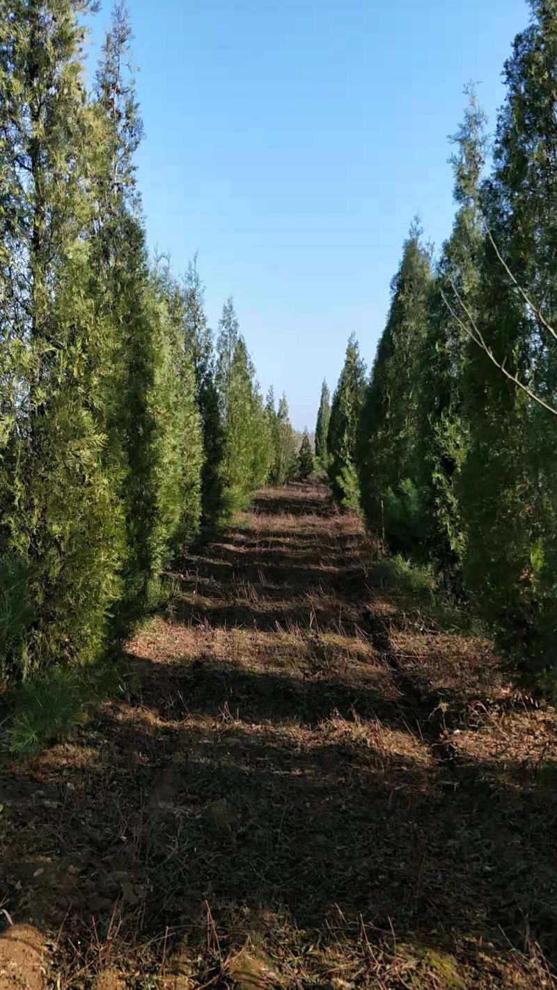 山西青綠苗木培育銷售基地