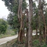 湖南省湘懷永強(qiáng)園林工程有限公司