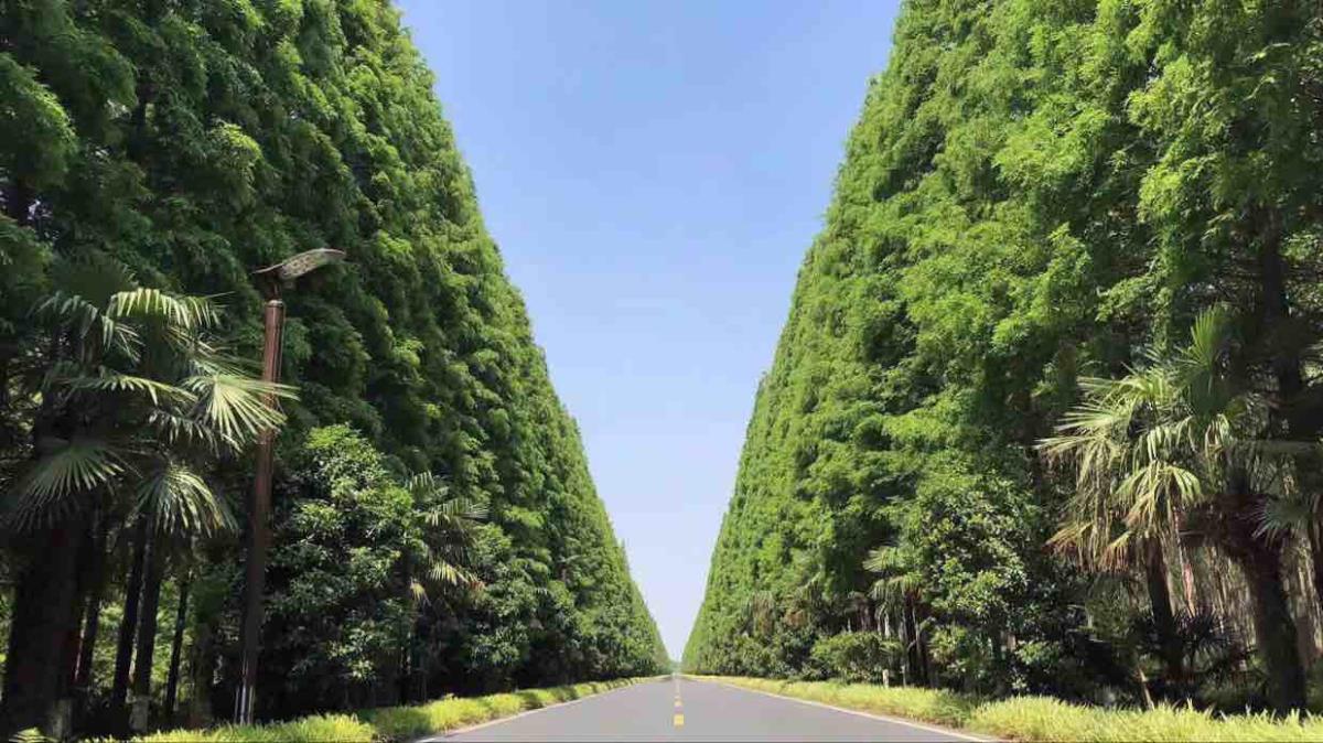 江蘇鹽城綠之杰苗圃