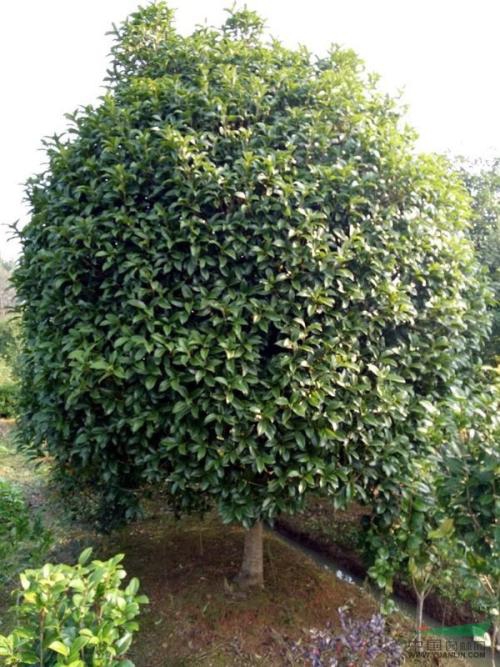 成顯（個(gè)體經(jīng)營(yíng)）