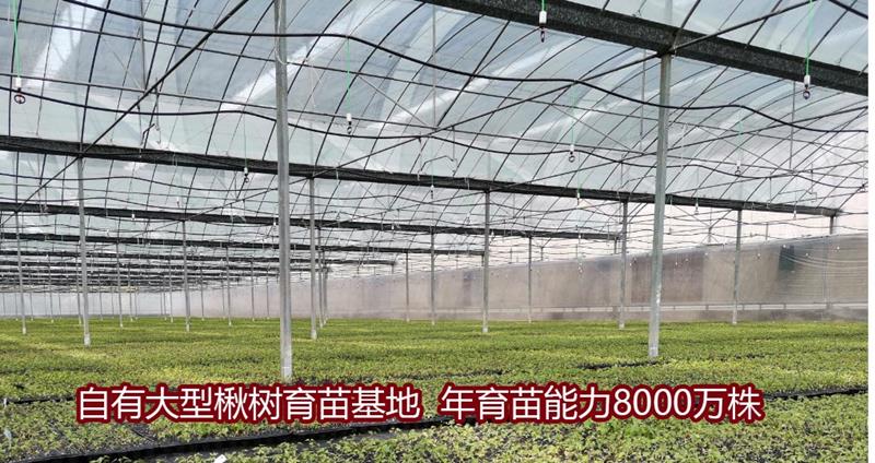 壽光市木森林林業(yè)有限公司