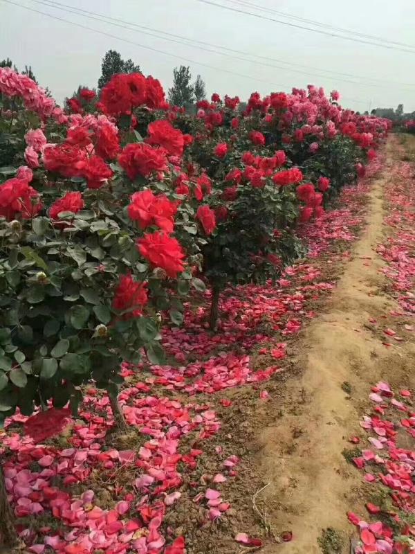 南陽王帥月季玉蘭基地