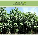 漳州卓瑞園藝有限公司