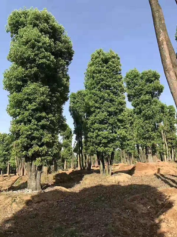 湖南森安園林建設(shè)有限公司