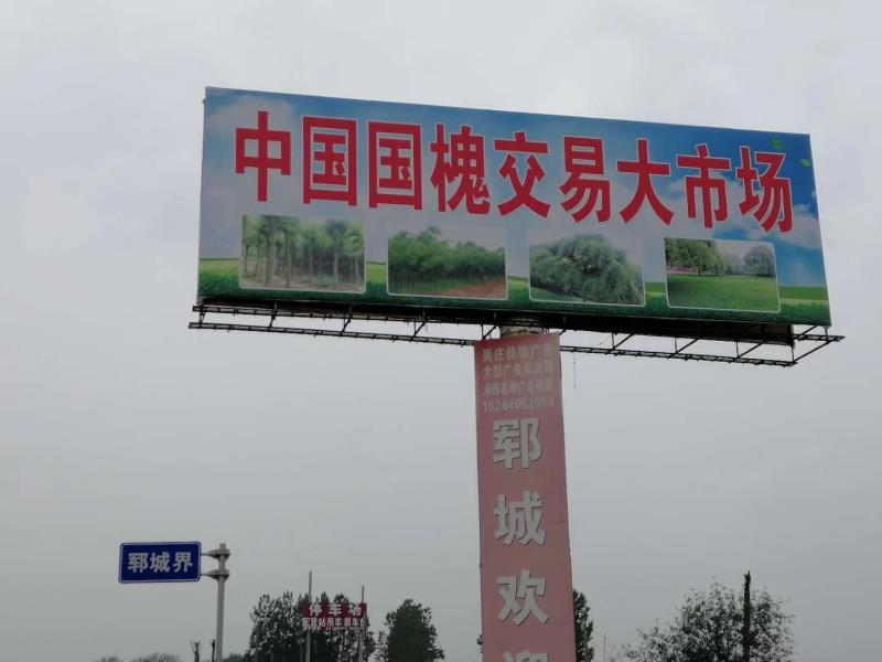 鄆城縣晨曦苗木基地