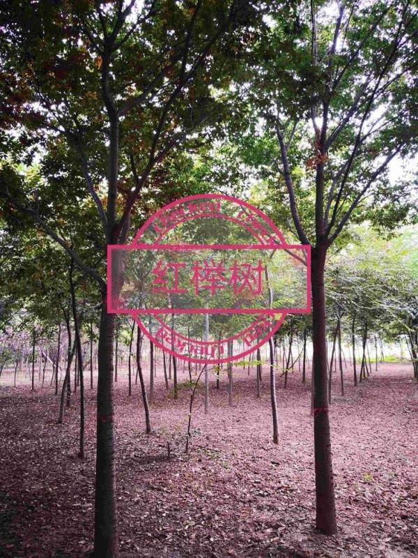 山東省郯城縣李莊陽光苗木種植基地