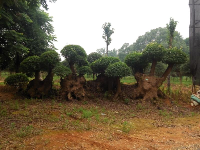 益陽市宇亞景觀種植基地