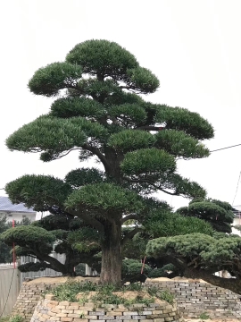 衢州市鄭氏苗木場