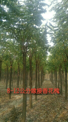 河北怡人綠化園林苗木基地