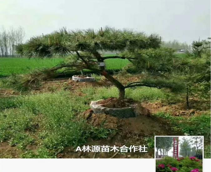 湯陰縣林源苗木專業(yè)合作社