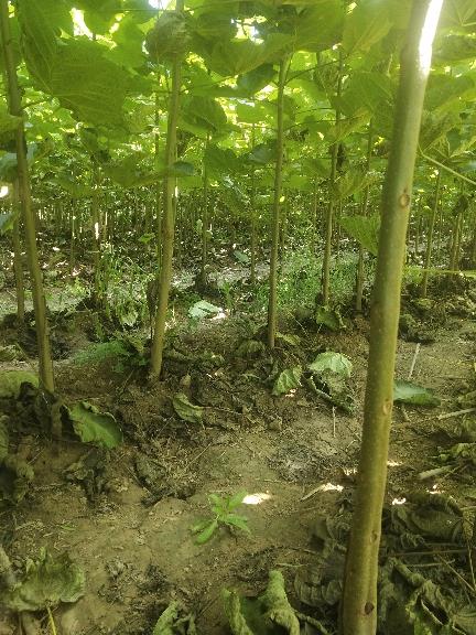 長垣卉澤園苗木有限公司