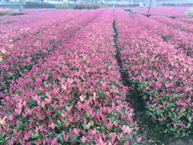 南昌市花園綠化工程有限公司
