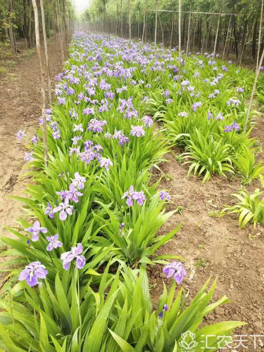 鄢陵縣雅軒綠籬草花基地