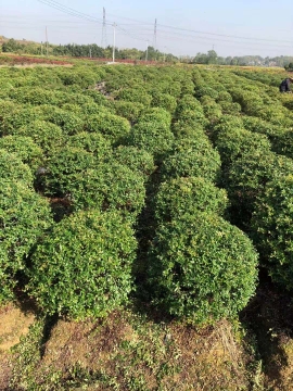 肥西林之源苗木種植農(nóng)民專業(yè)合作社