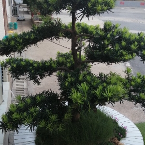 聊城佳鑫苗木基地