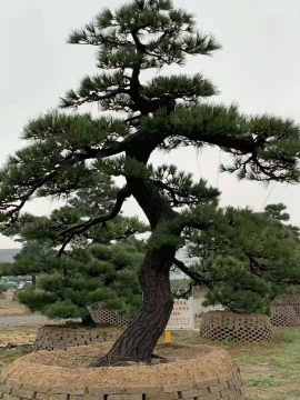 萊蕪順興園林造型松基地
