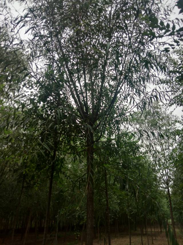 濟陽康宇苗木基地