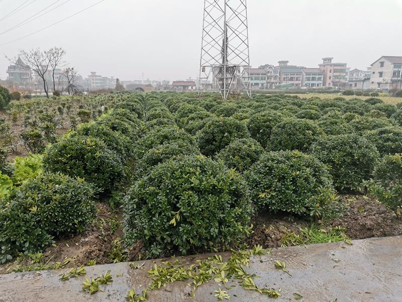 蕭山佳園苗木基地