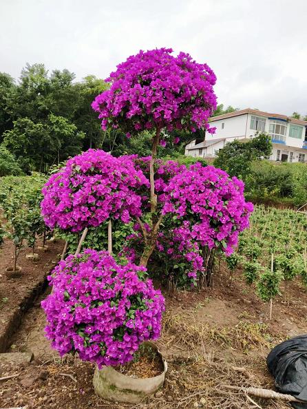 宜賓市翠屏區(qū)怡景花卉苗木種植場(chǎng)