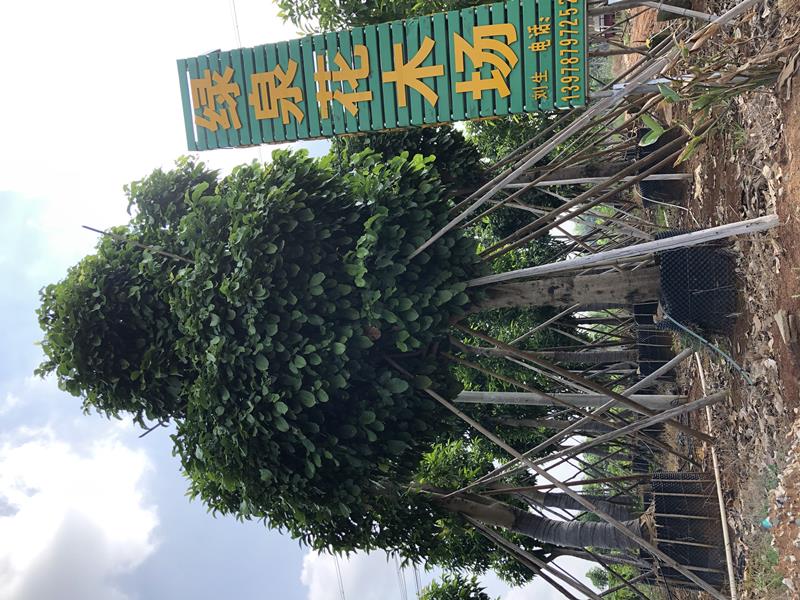 橫縣綠泉花木場(chǎng)