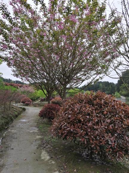 北碚區(qū)孝明花木園藝場