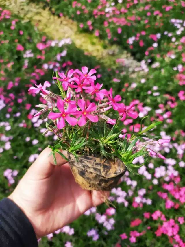 鑫杰花卉苗木基地