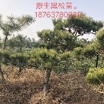 臨沂成林綠化工程有限公司