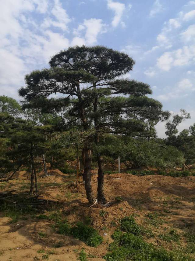 山東濟(jì)南益萬佳景松種植基地