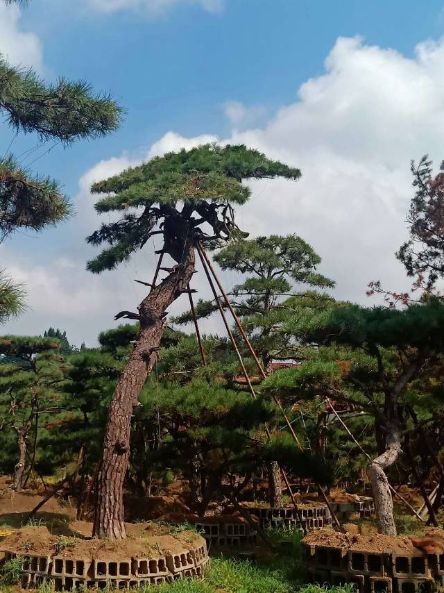 濟(jì)南鴻運(yùn)來(lái)綠化苗木基地