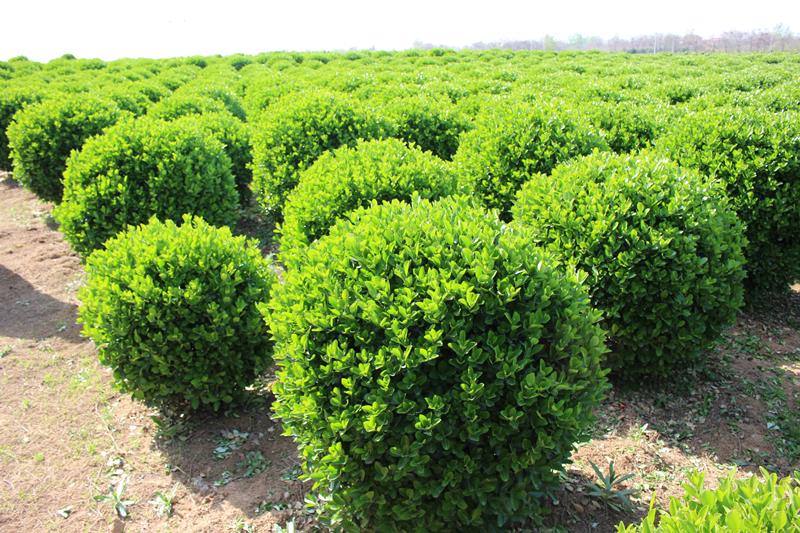洛陽(yáng)奕帆苗木種植有限公司