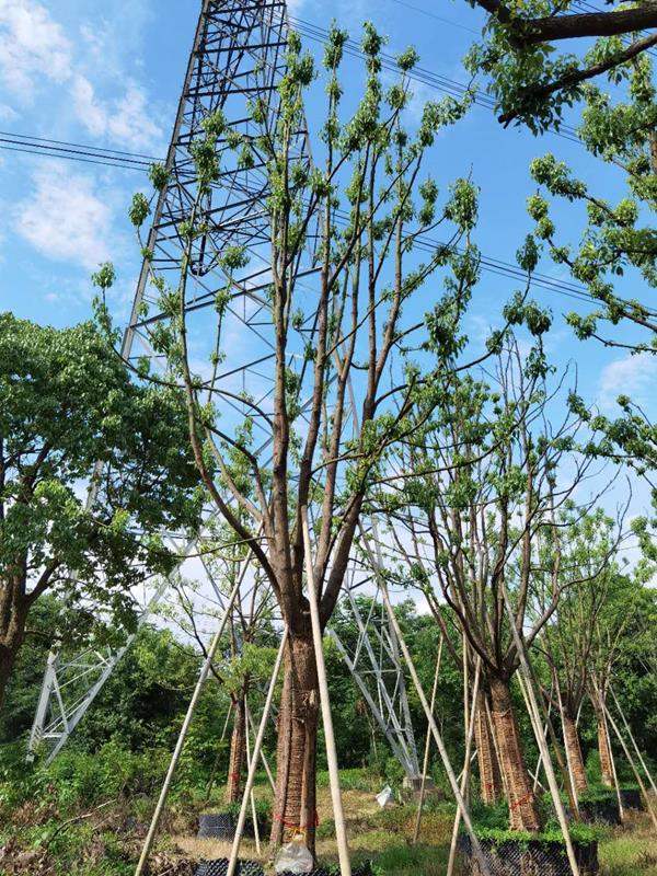 長興常青園林綠化工程有限公司