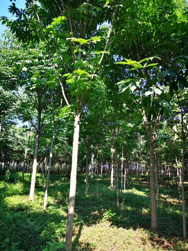 西峽縣七葉樹林木種植行