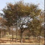 江蘇句容綠色美景苗木種植園