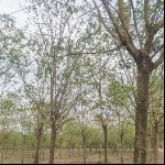 鄢陵逸宸綠化苗木基地