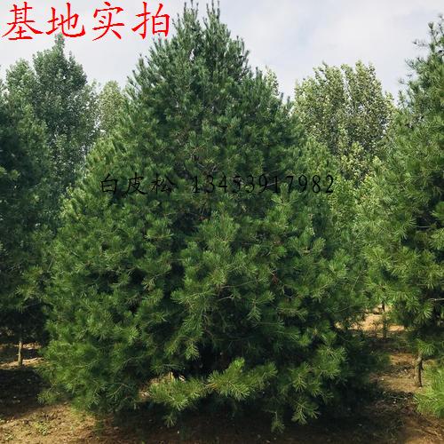 山西富強(qiáng)誠(chéng)信苗圃