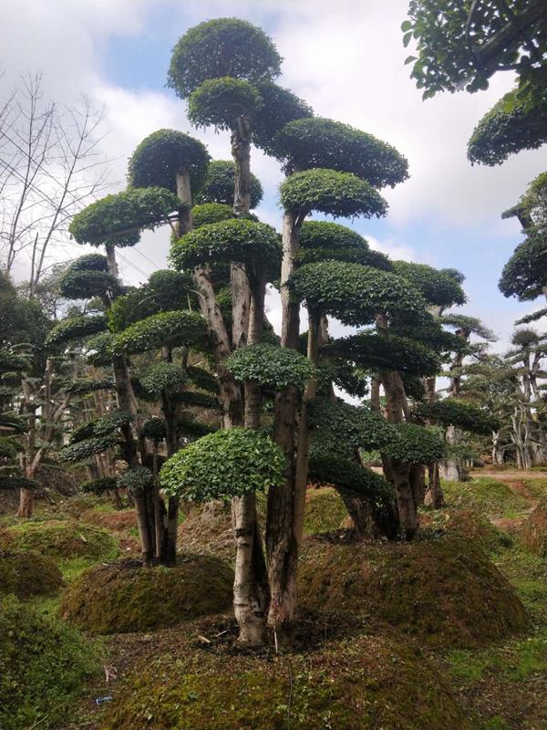 長(zhǎng)沙市雨花區(qū)卓誠(chéng)園林苗圃