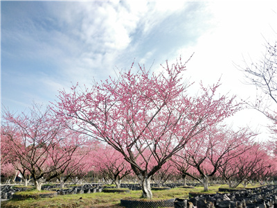 成都三聯(lián)花木投資有限責(zé)任公司