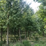 泰安市洪波園林綠化有限公司