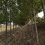 青島臣興苗木基地