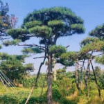濟(jì)南市桃李園林景觀(guān)有限公司