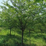 咸寧創(chuàng)信園林苗木基地