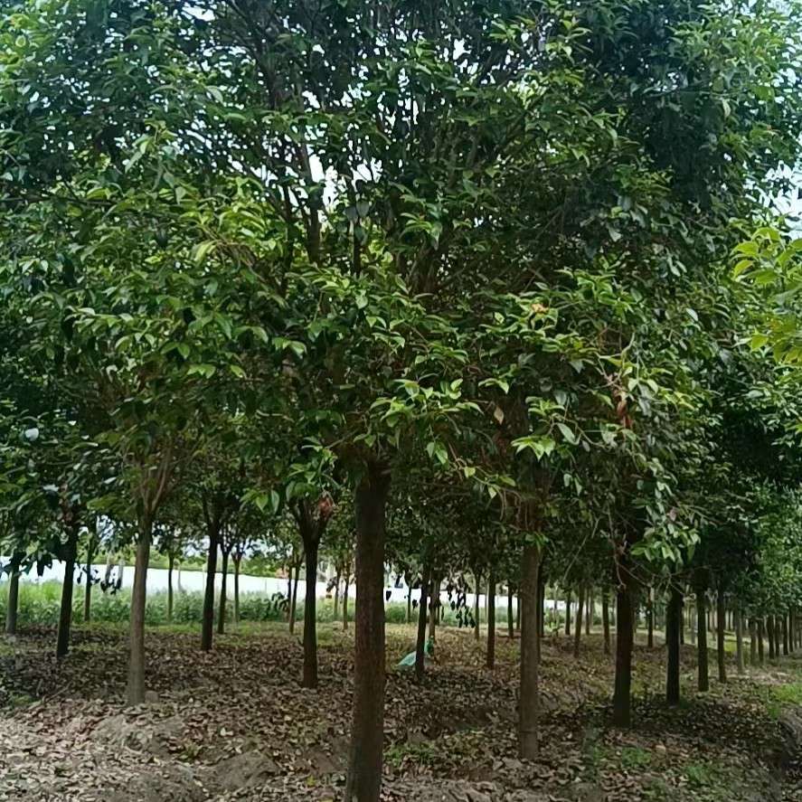東臺(tái)市海昆苗木基地
