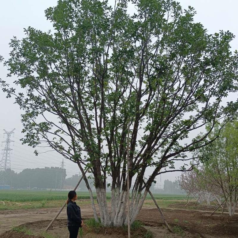 河北天順園林綠化苗木基地