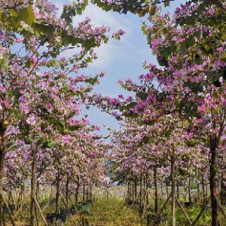 柳州市柳江區(qū)宏發(fā)花草苗木種植場