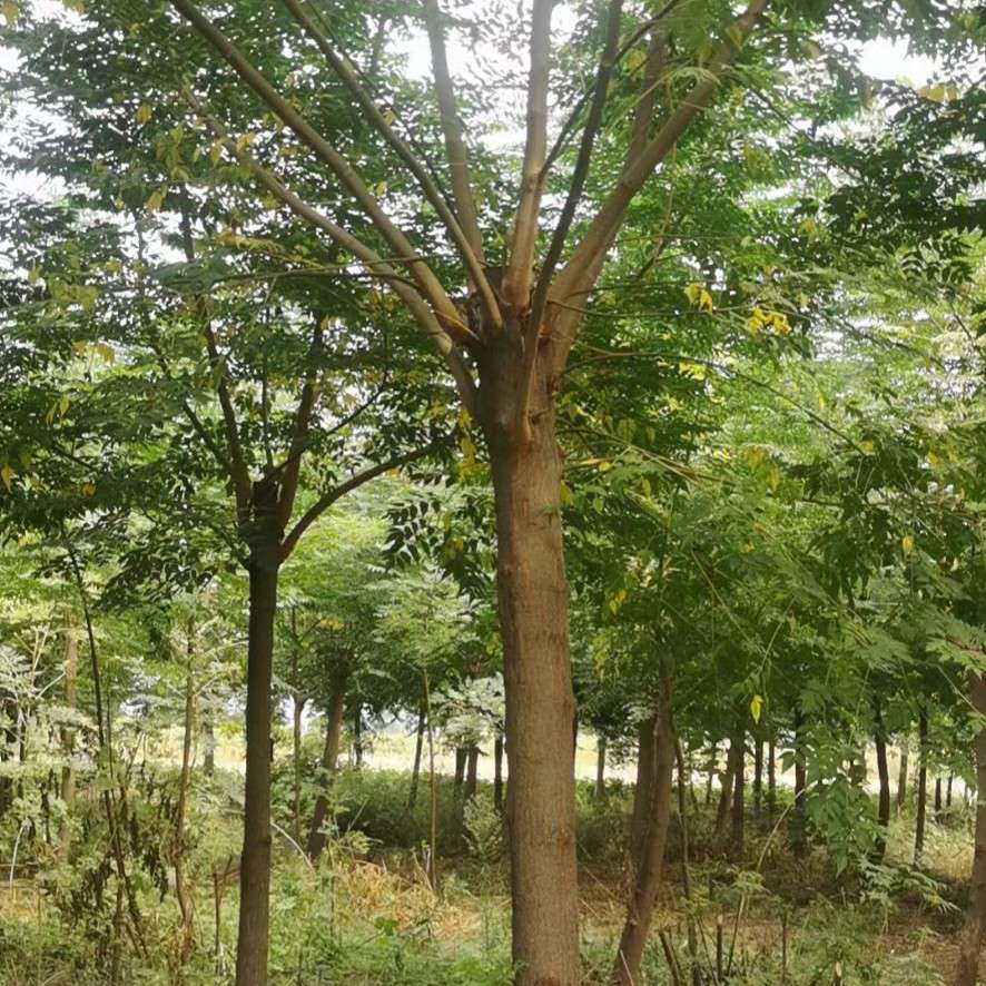 山東菏澤林海苗木基地